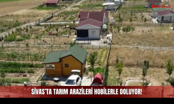 Sivas’ta tarım arazileri hobilerle doluyor!