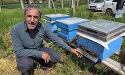 Sivas'ta arıları korumak için akşam ilaçlaması uyarısı