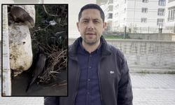 Sivas Eğri Köprü’de Su Samuru Ailesi Görüldü