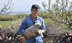 Sivas Kangal Köpeği Manisa’nın gözbebeği