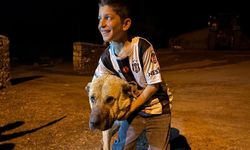 Kangal Köpeği Kral Ayıları Böyle Püskürttü