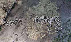Sivas'ta Kuzular Onlarca Koyununun İçinde Annelerini Böyle Buluyor!