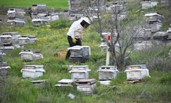 Arıcılar yeni sezonda yüksek verim bekliyor