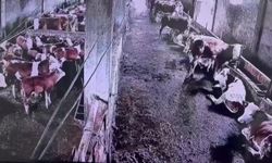Gürün’de meydana gelen depremi inekler hissetti