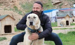 Sivas aslanlarını bu havalar depresyona soktu