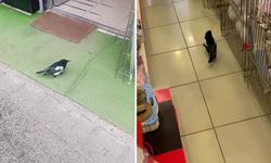Sivas'ta yağmurdan kaçan yavru karga iş yerine sığındı