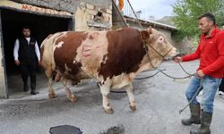 1 Tonluk Kurbanlık Sivas'ta Rekor Fiyatla Alıcısını Bekliyor!