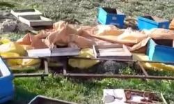Sivas’ta kış uykusundan uyanan ayı kovanlara saldırdı