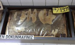 Sivas'ta 35 yıllık bal çerçeveleri görenleri şaşırtıyor