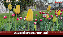 Sivas'ta Baharın En Zarif Müjdecisi Geldi