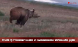 Kamerayı Görünce Neye Uğradığını Şaşırdı! Sivas’ta "Boz Ayı" Paniği
