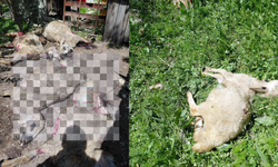 Kurban Bayramı Öncesi Kurtlar Ağıla Saldırdı!