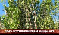 Sivas'ta meyve fidanlarının toprakla buluşma vakti