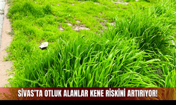 Sivas'ta otluk alanlar kene riskini artırıyor!