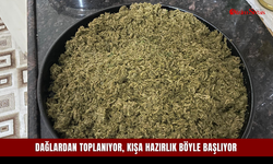 Dağlardan toplanıyor, kışa hazırlık böyle başlıyor