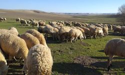 Sivas’ta Yetişiyor, Türkiye’ye Örnek Oluyor