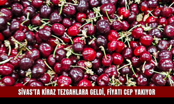 Sivas'ta Kiraz tezgahlara geldi, fiyatı cep yakıyor