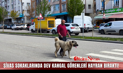 Sivas sokaklarında dev Kangal görenleri hayran bıraktı!