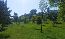 Sivas’a Gelenler Şaşkın Burası Karadeniz’e Dönmüş