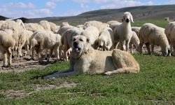 Sivas’ta Alarm Veren Düşüş! 1 Milyonun Altına Geriledi