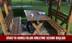 Sivas'ta kamelyaları kirletme sezonu başladı