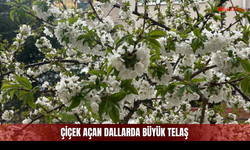 Sivas’ta Bahar Sevinci Yarım mı Kaldı?