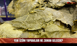 Sivas'ta Yeşil Altın Mesaisi Başladı!