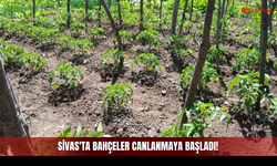 Sivas'ta Bahçeler Canlanmaya Başladı! Birçok Vatandaş Sebzesini Kendisi Üretiyor!