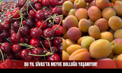 Bu Yıl Sivas'ta Meyve Bolluğu Yaşanıyor!