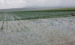 Hasada Günler Kala Tarlaları Dolu Vurdu!