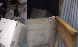Bir günde 20 eve giren ayı yayla sakinlerini canından bezdirdi