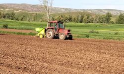 Sivas'ta patates üreticilerin geciken mesaisi başladı