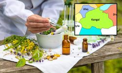 Sivas'ın o ilçesi aromatik/tıbbi bitki üretiminde lider