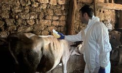 Şarkışla'da kene ve haşerelere karşı ilaçlama