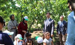 Suşehri'nde kiraz toplama etkinliği düzenlendi