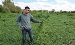 Sivas'ta ekinler büyük zarar gördü