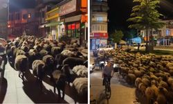 Salına salına yayla yoluna...