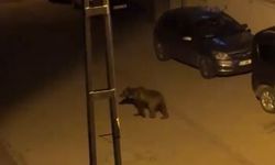 Sivas Zara’da ayı paniği büyüyor! Gece sokaklarda görüntülendi