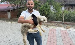 Tokat'ta Bir sağlık personeli Kuzunun Hayatını Kurtardı!