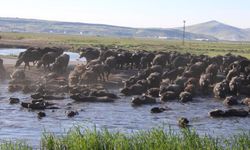 Bu görüntüler Afrika'dan Değil Kayseri'den!