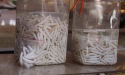 Sivas'ın Dağlarından Gelen Şifa Deposu! Kilosu 12 Bin TL!