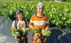 Üzümden önce yaprak hasadı başladı