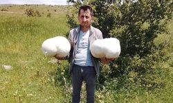 Sivas'ta 20 kiloluk mantar buldu