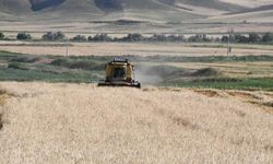 Anadolu'da bu yılın ilk hasadı yapıldı