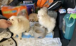 Gümrük'te yavru köpeklere geçit yok
