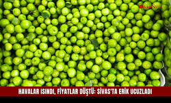 Havalar Isındı, Fiyatlar Düştü: Sivas'ta Erik Ucuzladı
