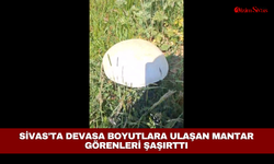 Sivas'ta devasa boyutlara ulaşan mantar görenleri şaşırttı
