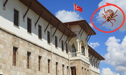 Dikkat ! Sivas Valiliği’nden Kene Uyarısı
