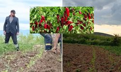 Sivas’ta Maraş biberi üretimi için fideler toprakla buluştu