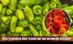 Sivas'ta Dolmalık Biber Tezgaha İndi Sıra Balkonlara Dizilmede!